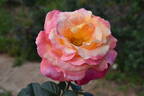 Decor Arlequin rose photo