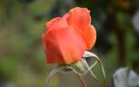 Casanova rose photo