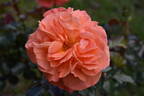 Casanova rose photo