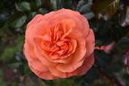 Casanova rose photo