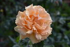 Golden Girls rose photo