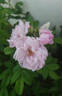 Schneekoppe rose photo