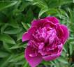 Adolphe Rousseau peony photo