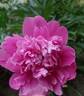 Adolphe Rousseau peony photo