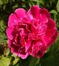 Adolphe Rousseau peony photo