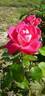 Acapella ® rose photo