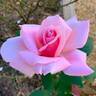 Pink Masterpiece rose photo