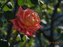 Folklore rose photo