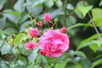 Donauprinzessin rose photo