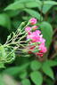 Donauprinzessin rose photo