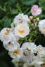 Jean Stephenne rose photo