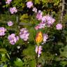 Rose des Cisterciens rose photo