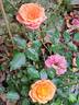Mandarin rose photo