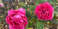 Celestine rose photo