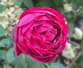 Heathcliff rose photo