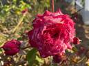 Won Fang Yon rose photo