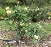Golden Dawn rose photo