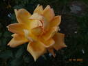 Bronze Masterpiece rose photo