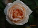 Osiana ™ rose photo
