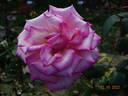 Wimi rose photo