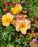 Bella Rosa rose photo