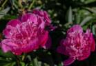 Duchesse d'Orleans peony photo
