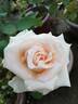 Osiana ™ rose photo