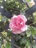 Margaret Turnbull rose photo