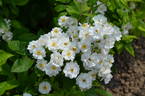 Thalia Remontant rose photo