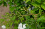 Thalia Remontant rose photo