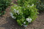 Thalia Remontant rose photo