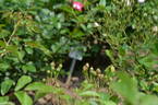 Poëma rose photo