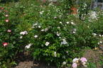 Poëma rose photo