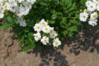 Heine rose photo