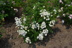 Heine rose photo
