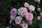 Frau Eva Schubert rose photo