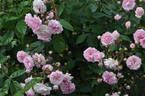 Frau Eva Schubert rose photo