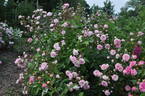 Frau Eva Schubert rose photo