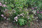 Frau Eva Schubert rose photo