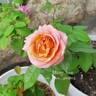 Mary Ann rose photo