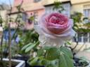 Hermitage rose photo