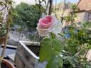 Hermitage rose photo