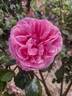 Mrs. Norman Watson rose photo