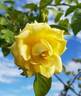 Our Sunny Son rose photo