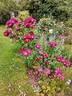 Wild Rover rose photo