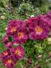 Wild Rover rose photo
