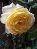 Solero rose photo