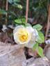 Solero rose photo