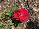 Ena Harkness rose photo