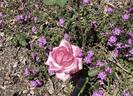 Briarcliff rose photo